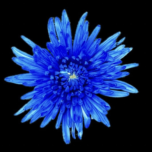 Chrysanthème Uniflora Topspin Bleu, Fleur fraîche de 70 cm de long
