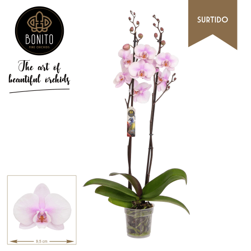 Orchidée Phalaenopsis Altea blanc et rose, Plante de 70 cm de haut