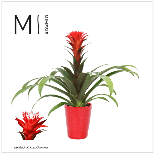 Guzmania Hope Rockyflower (In Florence) Cerámica
