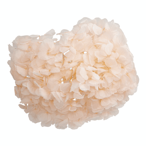 Hortensia Stabilisé Rose Clair (Baby Pink), Fleur stabilisée