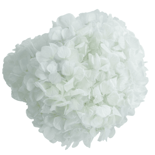 Hortensia préservée bleu ciel, Fleur stabilisée