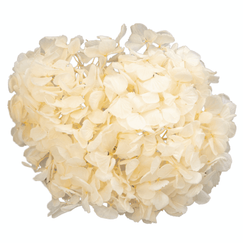 Hortensia préservée pêche, Fleur stabilisée