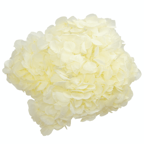 Hortensia préservée ivoire, Fleur stabilisée