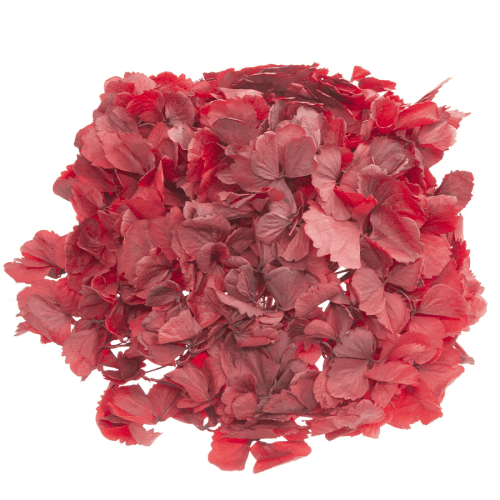 Hortensia préservée grenat, Fleur stabilisée