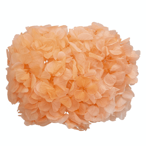 Hortensia préservée saumon, Fleur stabilisée