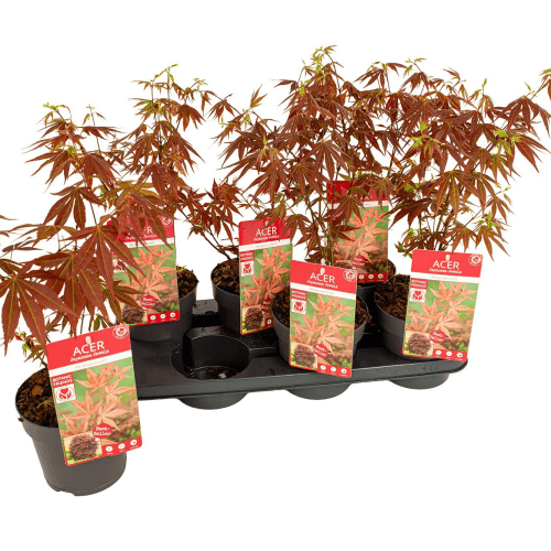 Acer Palmatum Atropurpureum, Rojo