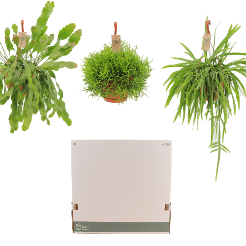 Rhipsalis Retombant