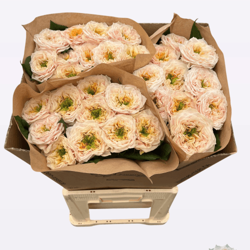 Bouquet de 20 Roses de Jardin Saumon Sira Gardens, Fleur fraîche de 50 cm de long, 20 tiges