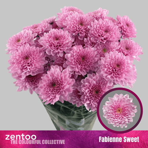 Chrysanthème rose clair Fabienne Sweet, Fleur fraîche de 70 cm de long, bouquet de 3 tiges