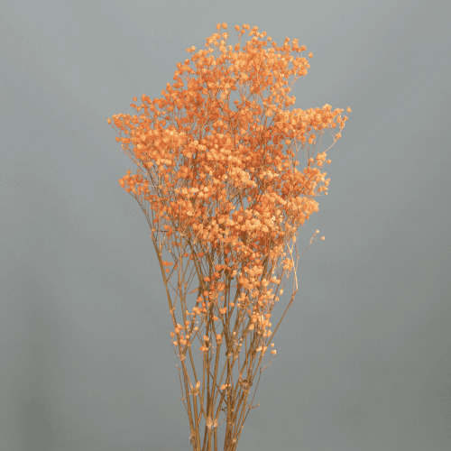 Ramo de Paniculata Preservada Laranja, Flor preservada de 60 cm de comprimento