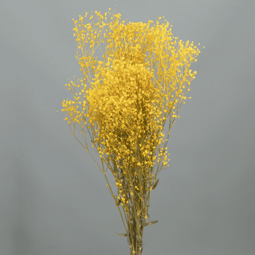 Ramo de Paniculata Preservada Amarela, Flor preservada de 60 cm de comprimento