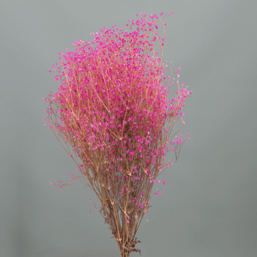 Ramo de Paniculata Preservada Fúcsia, Flor preservada de 60 cm de comprimento