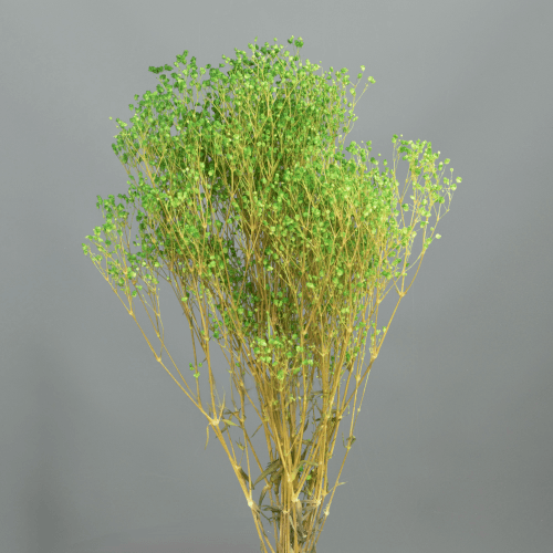 Ramo de Paniculata Preservada Verde Pistache, Flor preservada de 60 cm de comprimento