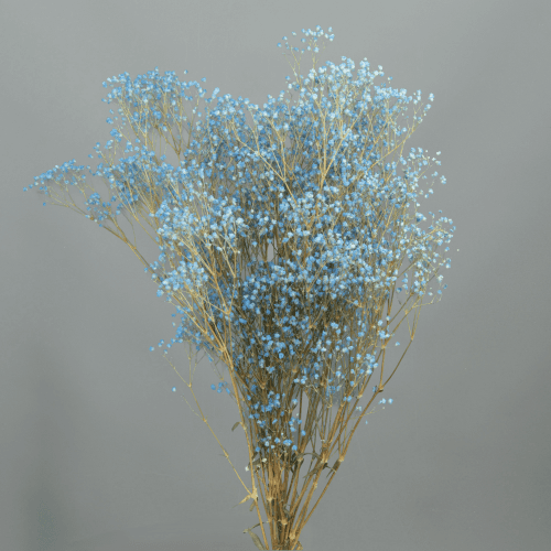 Ramo de Paniculata Preservada Azul Claro, Flor preservada de 60 cm de comprimento