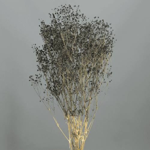 Ramo de Paniculata Preservada Preta, Flor preservada de 60 cm de comprimento