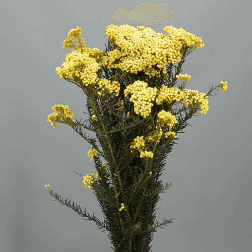 Ramo de Flor d'Arròs Preservada Groga, Flor preservada de 60 cm de llarg
