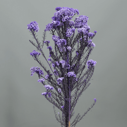 Ramo de Flor de Arroz Preservada Roxa, Flor preservada de 60 cm de comprimento