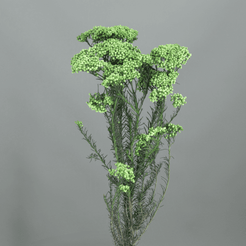 Ramo de Flor d'Arròs Preservada Verd Pistache, Flor preservada de 60 cm de llarg