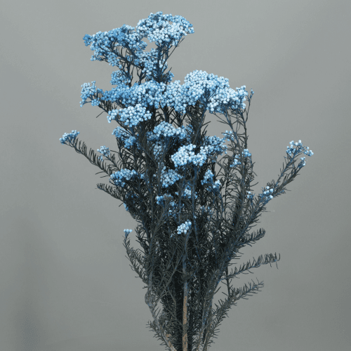 Flor de Arroz Preservada Azul Claro