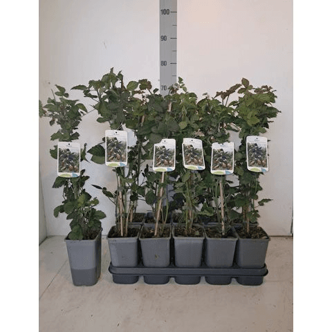 Moras (Rubus) Thornless Evergreen