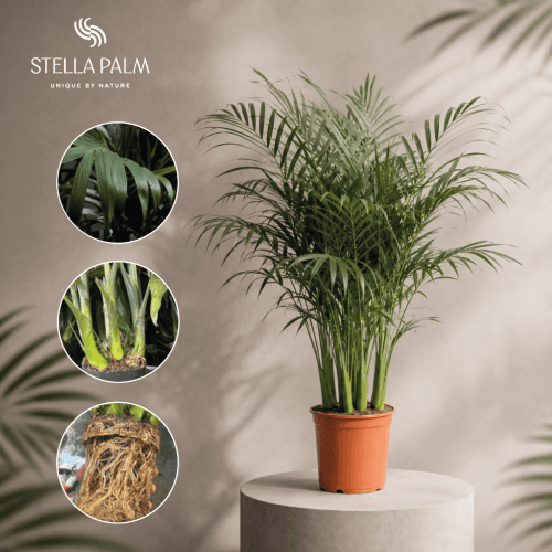 Stella Palm (Chamaedorea Cataractarum)