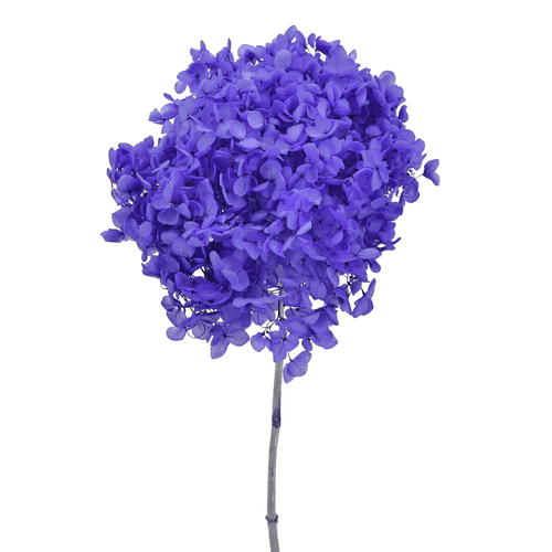 Hortensia Annabella préservée mauve, Fleur stabilisée de 50 cm de long