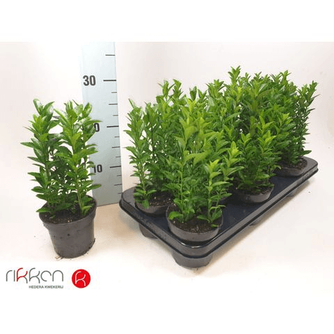 Euonymus Japonicus Green Spire, Verde, 1 tallos, 20cm