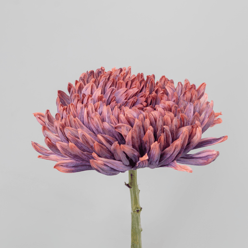 Bouquet de 10 chrysanthèmes (Chrysanthemum) Antonov Brownie bruns, Fleur fraîche de 70 cm de long, 10 tiges