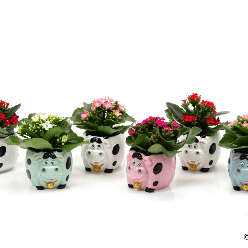 Calanchoe em cerâmica com forma de animal (presente), Planta de 15 cm de altura, conjunto de 12 unidades