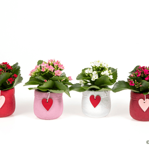 Calanchoe em cerâmica Love (presente de amor), Planta de 15 cm de altura, conjunto de 12 unidades