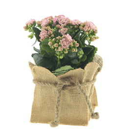 Bossa de Jute Natural Jolie, 15 cm (10 u.)