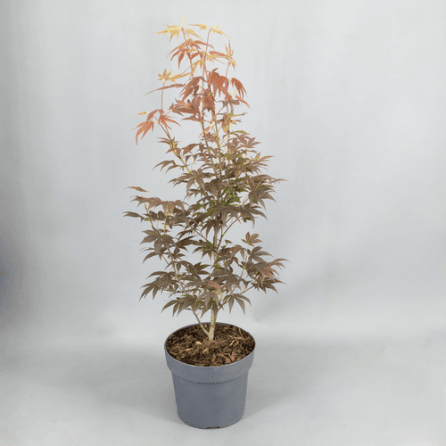 Acer Palmatum Atropurpureum, Rojo