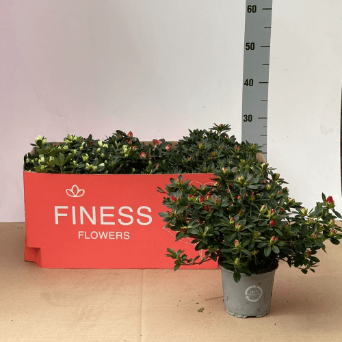 Azalea Mix 3T, Mixto