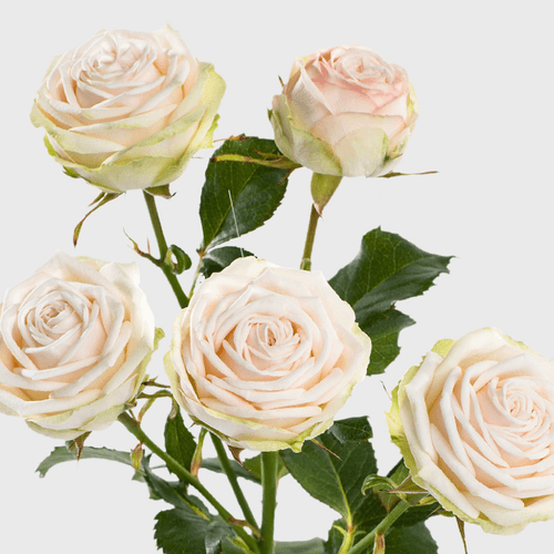 Rosa Ramificada Galina Jardín