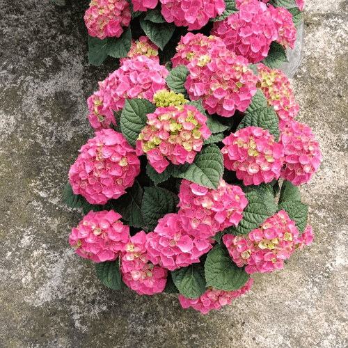 Hydrangea Hortensia Rosa