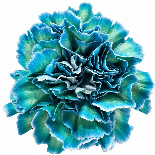 Clavel Aqua teñido azul, Flor fresca de 70 cm de largo