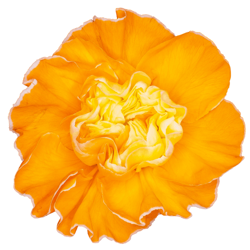 Œillet Opal teinté orange foncé, Fleur fraîche de 60 cm de long