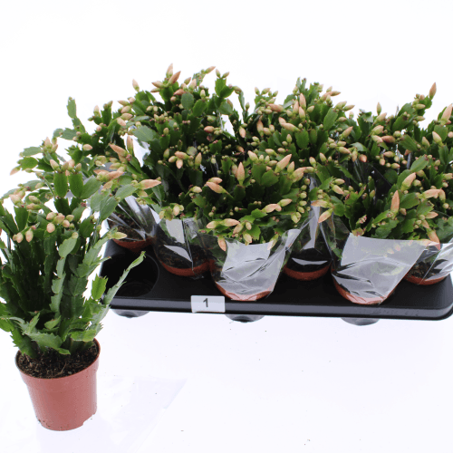 Schlumbergera Overig Orange, Rosa, 1 tallos, 32cm