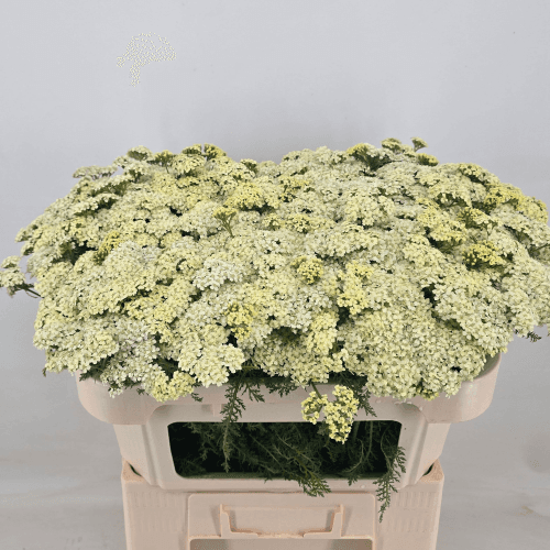 Achillea Yuna, Crema