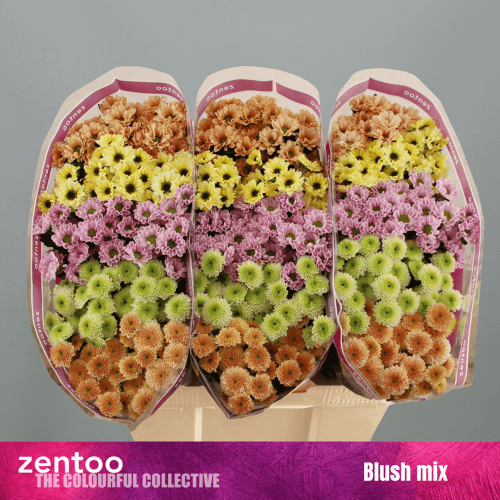 Bouquet de 25 Chrysanthèmes Santini Mix Pastel Blush, Fleur fraîche de 55 cm de long, 25 tiges