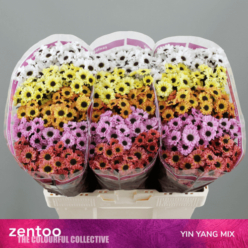Chrysanthème Ying Yang multicolore, Fleur fraîche de 55 cm de long, bouquet de 25 tiges