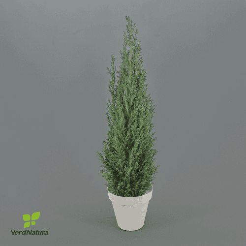 Cipreste preservado em vaso, Flor preservada de 60 cm de comprimento