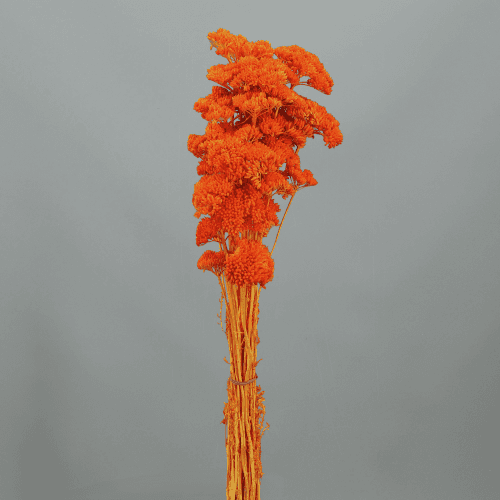 Achillea Naranja, Naranja