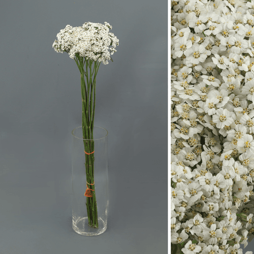 Achillea Blanca, Blanco