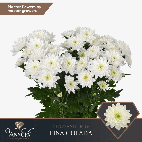 Bouquet de 10 Chrysanthèmes Blancs Piña Colada, Fleur fraîche de 70 cm de long, 10 tiges