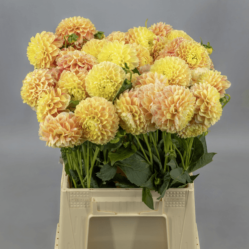 Ramo de dalia salmón (Dahlia spp.), Flor fresca de 45 cm de largo, 40 tallos