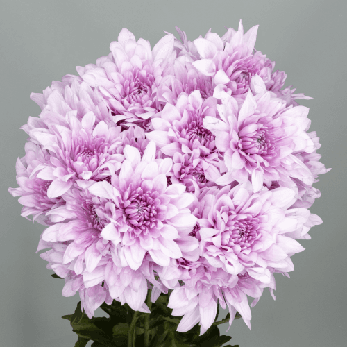 Chrysanthème Super Star rose pâle, Fleur fraîche de 70 cm de long