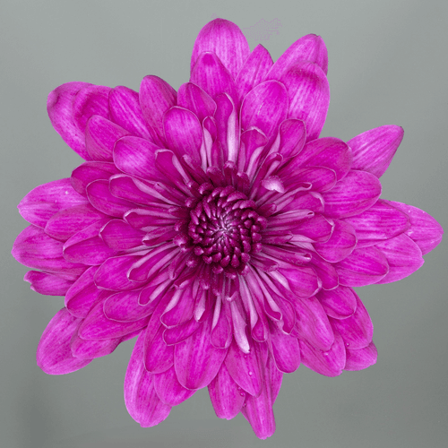 Chrysanthème uniflore Lotso mauve, Fleur fraîche de 70 cm de long, bouquet de 20 tiges