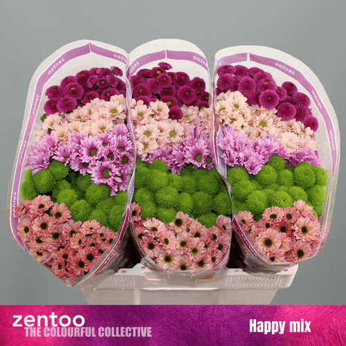 Bouquet de 25 Chrysanthèmes Santini Mix Happy, Fleur fraîche de 55 cm de long, 25 tiges