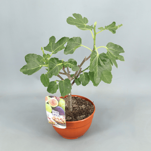 Higuera Ficus carica Tarrina